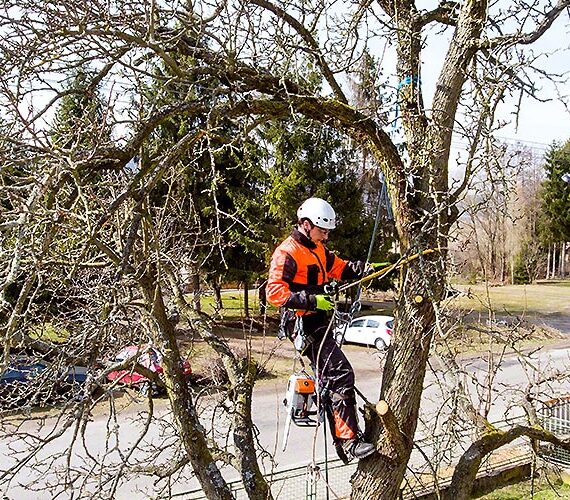 How to Choose a Good Tree Removal Service
